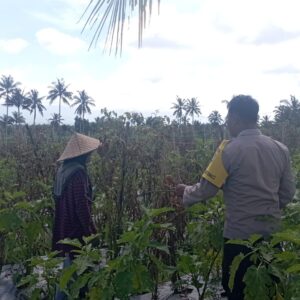 Bhabinkamtibmas Desa Masbagik Utara Perkuat Ketahanan Pangan Lewat Sambang Petani dan Monitoring Tanaman