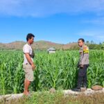 Bahaya Pemasangan Kawat Beraliran Listrik Bhabinkamtibmas Polsek Kempo Pantau Lahan Jagung Warga, Edukasi Pertanian dan Imbau 