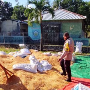 Dampingi Petani Pascapanen Jagung,Polri Edukasi Kualitas Hasil Panen untuk Tingkatkan Nilai Jual
