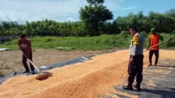 Bhabinkamtibmas Polsek Pekat Dampingi Petani Pascapanen, Dorong Pengelolaan Hasil Jagung untuk Keberlanjutan Usaha Tani