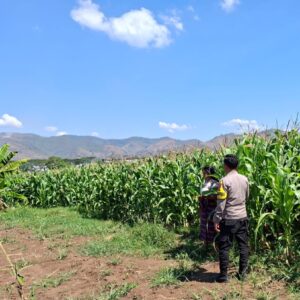 BHABINKAMTIBMAS POLSEK KEMPO MONITORING LAHAN JAGUNG WARGA, DORONG PEMANFAATAN PEKARANGAN UNTUK PERKUAT KETAHANAN PANGAN