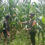 Dukung Swasembada Jagung, Bhabinkamtibmas Desa Rhee Pantau Pertumbuhan Tanaman di Lahan Warga