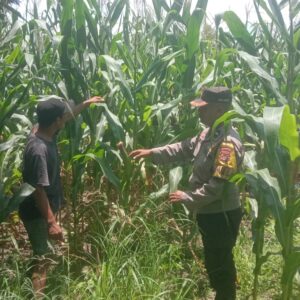 Dukung Swasembada Jagung, Bhabinkamtibmas Desa Rhee Pantau Pertumbuhan Tanaman di Lahan Warga