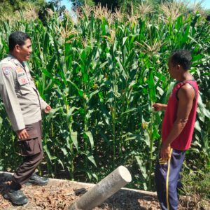 Bhabinkamtibmas Polsek Hu’u Kawal Ketahanan Pangan, Dampingi Petani Jagung hingga Masa Panen