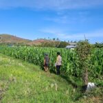 DUKUNG KETAHANAN PANGAN, BHABINKAMTIBMAS POLSEK KEMPO PANTAU LAHAN JAGUNG DAN AJAK WARGA MANFAATKAN PEKARANGAN