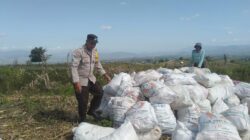 BHABINKAMTIBMAS POLSEK WOJA DAMPINGI PETANI SAAT PANEN JAGUNG, DORONG PENGELOLAAN HASIL PANEN DEMI KETAHANAN PANGAN