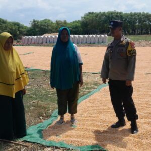 Bhabinkamtibmas Desa Mbuju Dampingi Petani Pascapanen Jagung, Dorong Ketahanan Pangan Keluarga