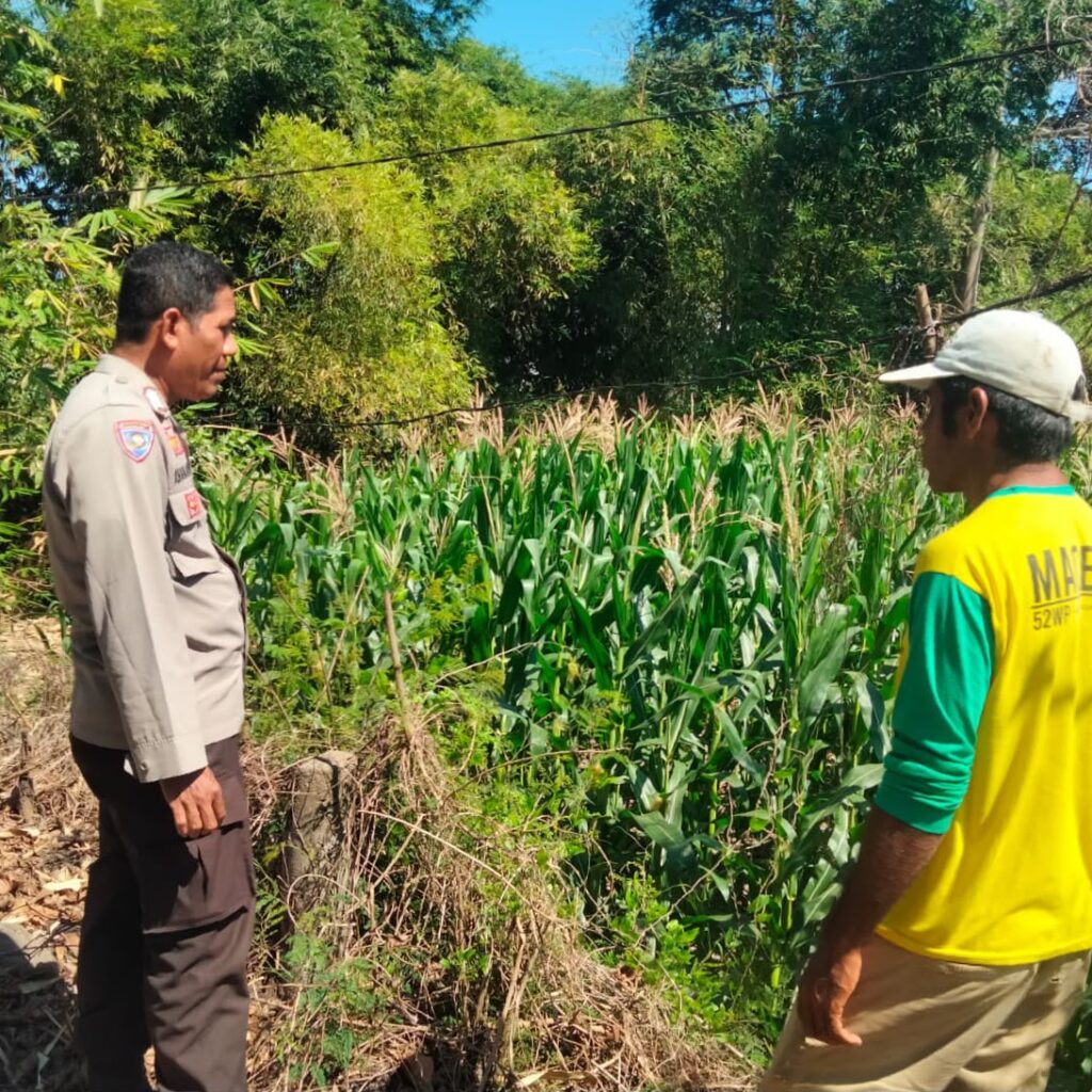 Bhabinkamtibmas Polsek Hu’u Pantau Lahan Jagung Warga, Wujud Nyata Dukungan Polri terhadap Ketahanan Pangan Nasional