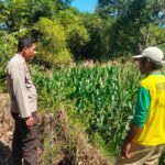 Bhabinkamtibmas Polsek Hu’u Pantau Lahan Jagung Warga, Wujud Nyata Dukungan Polri terhadap Ketahanan Pangan Nasional