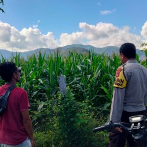 Bhabinkamtibmas Desa Tanju Intensif Dampingi Petani Jagung, Perkuat Ketahanan Pangan di Kecamatan Manggelewa