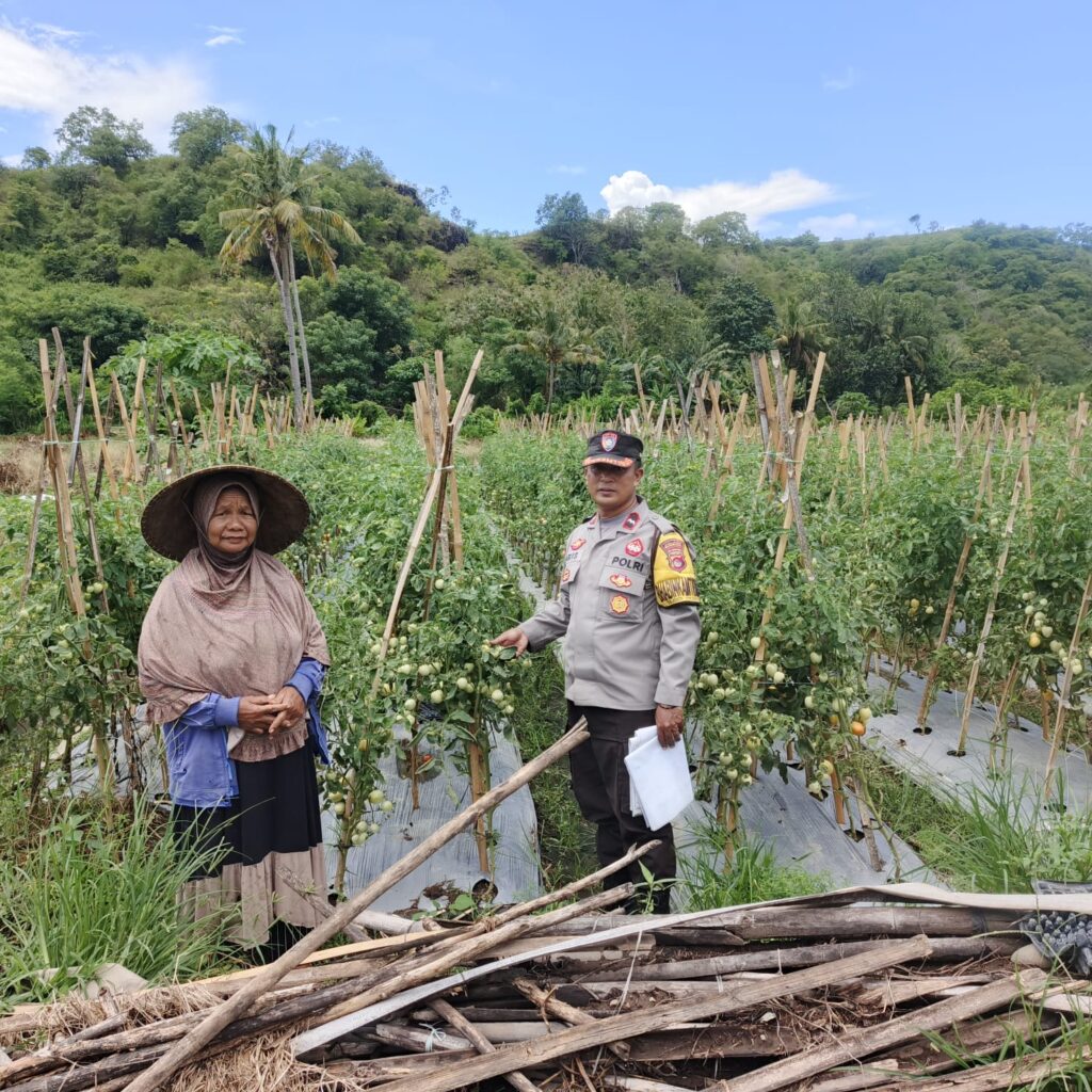 Perkuat Ketahanan Pangan, Bhabinkamtibmas Desa Rhee Pantau Budidaya Tanaman Hortikultura Warga