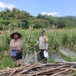 Perkuat Ketahanan Pangan, Bhabinkamtibmas Desa Rhee Pantau Budidaya Tanaman Hortikultura Warga