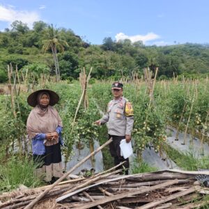 Perkuat Ketahanan Pangan, Bhabinkamtibmas Desa Rhee Pantau Budidaya Tanaman Hortikultura Warga