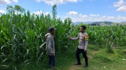 BKTM Desa Dorokobo Pantau Lahan Jagung Warga, Dorong Produktivitas Pertanian Menuju Indonesia Emas