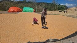 Polsek Wawo Monitoring Aktivitas Penjemuran Hasil Panen Jagung Warga, Dukung Ketahanan Pangan dan Jaga Kamtibmas