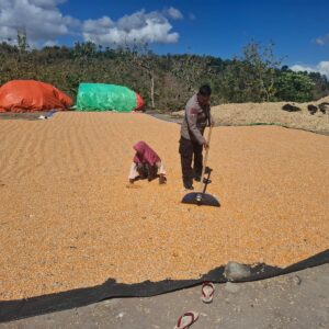 Polsek Wawo Monitoring Aktivitas Penjemuran Hasil Panen Jagung Warga, Dukung Ketahanan Pangan dan Jaga Kamtibmas