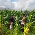 Bhabinkamtibmas Polsek Hu’u Pantau Lahan Jagung Warga, Dorong Pemanfaatan Pekarangan untuk Tingkatkan Kesejahteraan Petani