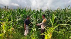Bhabinkamtibmas Polsek Hu’u Pantau Lahan Jagung Warga, Dorong Pemanfaatan Pekarangan untuk Tingkatkan Kesejahteraan Petani