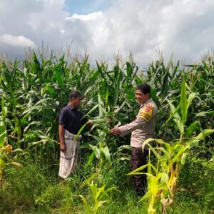 Bhabinkamtibmas Polsek Hu’u Pantau Lahan Jagung Warga, Dorong Pemanfaatan Pekarangan untuk Tingkatkan Kesejahteraan Petani