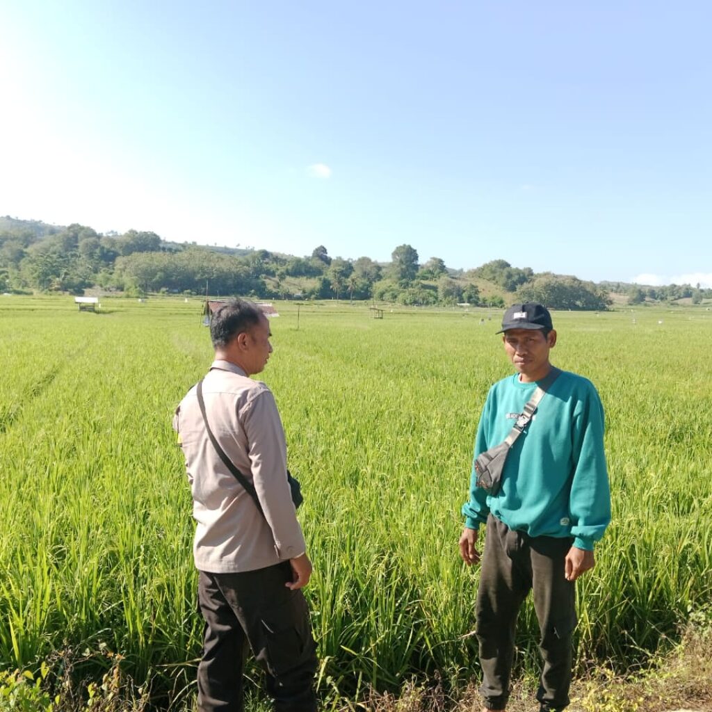 Pantau Stabilitas Harga, Bhabinkamtibmas Desa Lunyuk Rea Sambangi Petani Padi