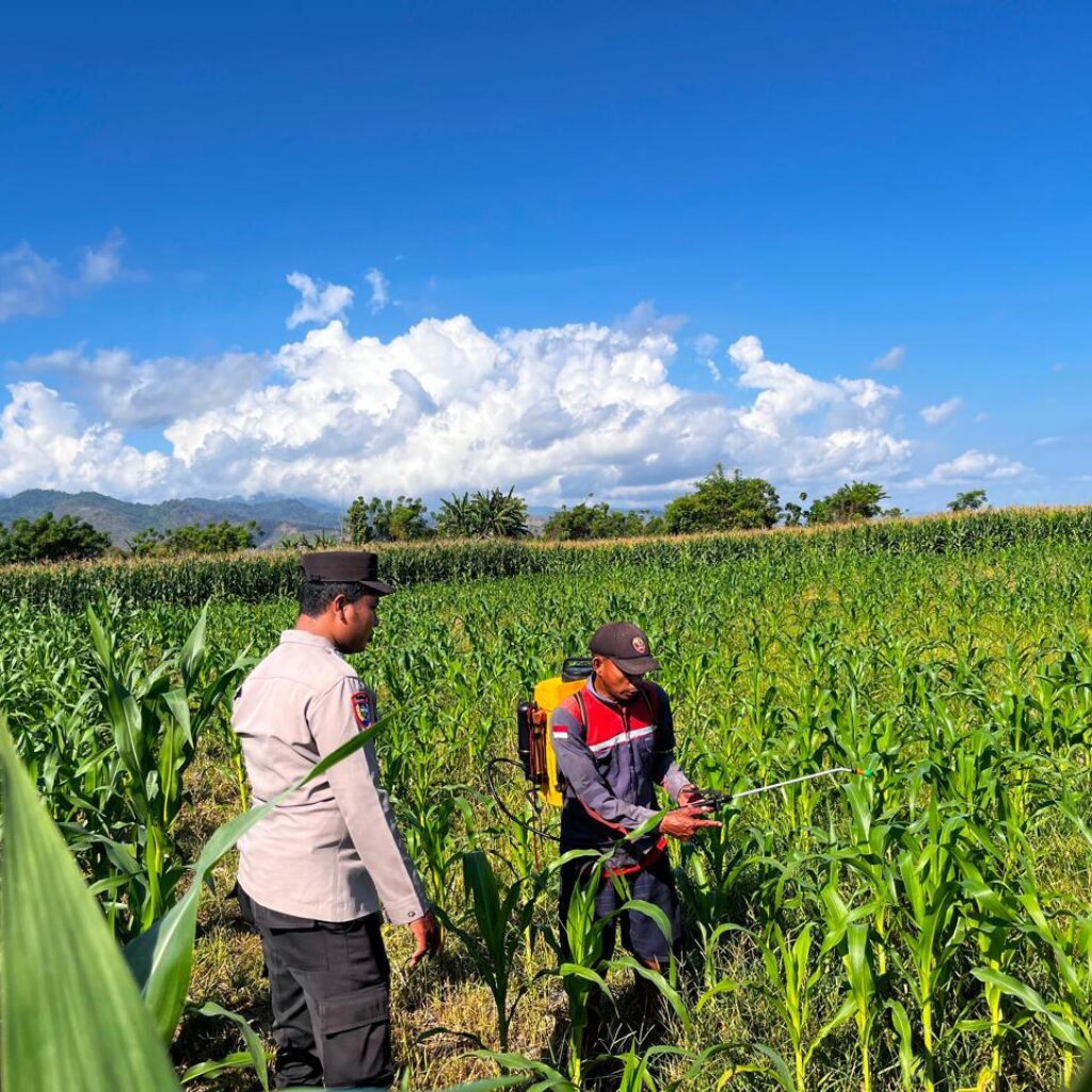 Dukung Swasembada Pangan, Bhabinkamtibmas Desa Pukat Tinjau Langsung Pertumbuhan Tanaman Jagung Warga