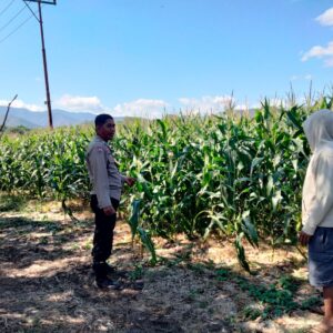 Bhabinkamtibmas Desa Cempi Jaya Lakukan Pemantauan Lahan Jagung, Dukung Program Ketahanan Pangan Nasional