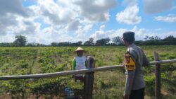 Bhabinkamtibmas Desa Suka Damai Sambangi Petani Cabai dan Ajak Manfaatkan Pekarangan