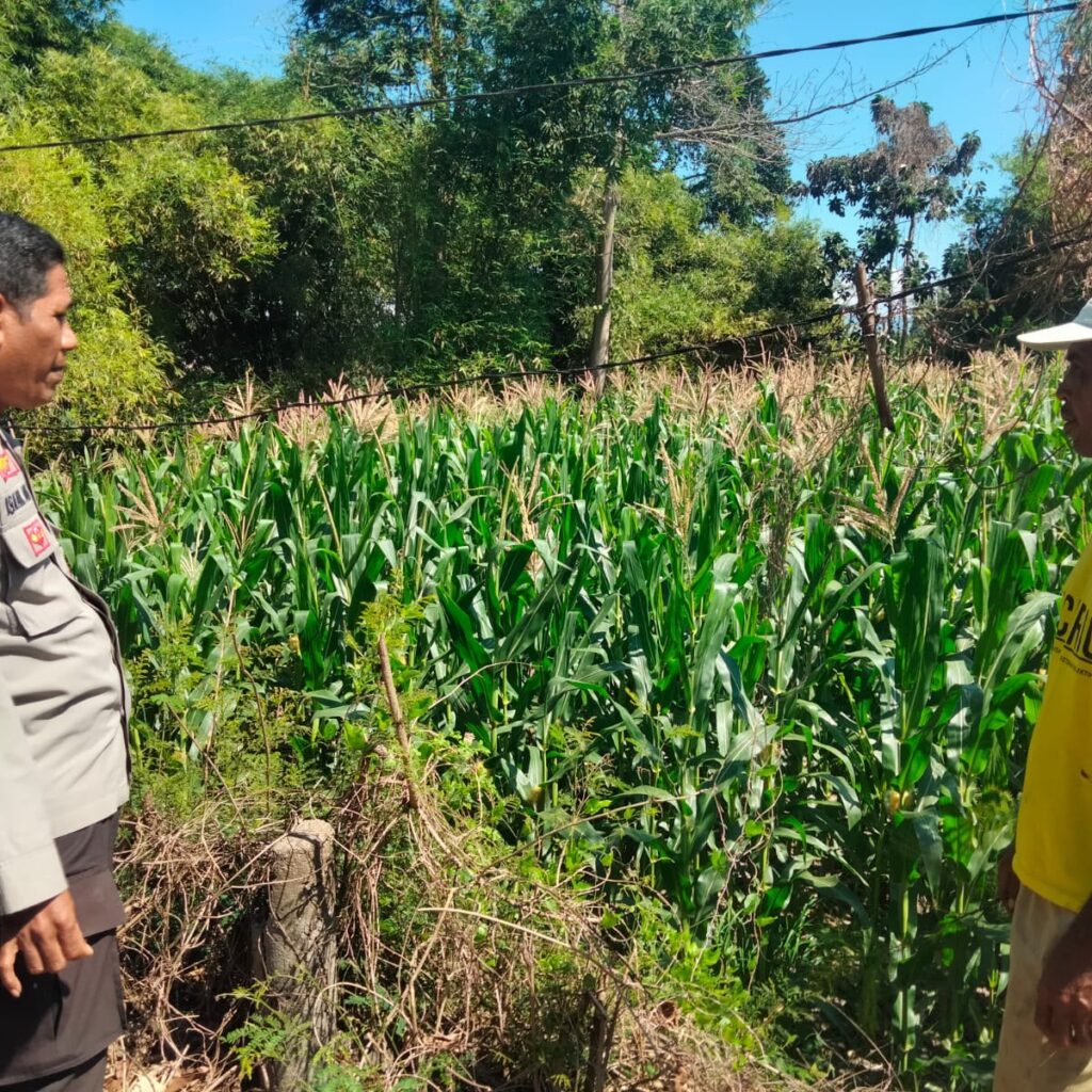 BHABINKAMTIBMAS POLSEK HU’U DORONG INOVASI PEMANFAATAN LAHAN PEKARANGAN UNTUK DUKUNG KETAHANAN PANGAN NASIONAL