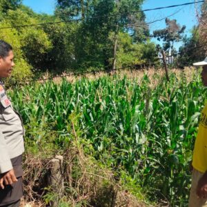 BHABINKAMTIBMAS POLSEK HU’U DORONG INOVASI PEMANFAATAN LAHAN PEKARANGAN UNTUK DUKUNG KETAHANAN PANGAN NASIONAL