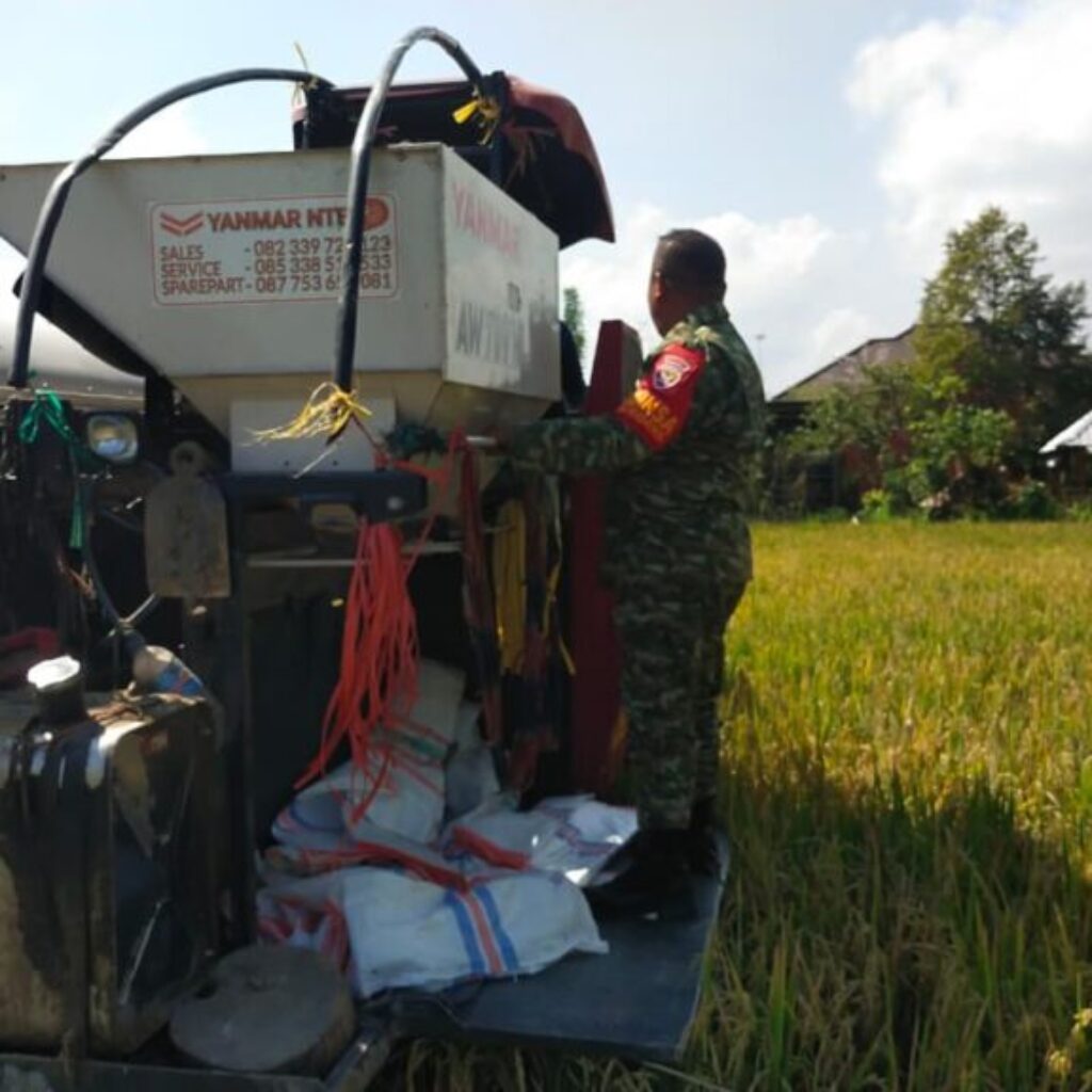 Babinsa Midang Dampingi Panen Padi, Semangat Petani Kian Menguat
