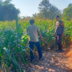 Tinjau Langsung Warga di Ladang, Bhabinkamtibmas Desa Semamung Ajak Sukseskan Ketahanan Pangan Nasional