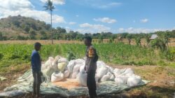 Dukung Ketahanan Pangan Nasional, Bhabinkamtibmas Desa Moyo Mekar Tinjau Tanaman Jagung dan Motivasi Petani