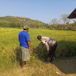Gali Kendala Petani Demi Sukseskan Ketahanan Pangan, Bhabinkamtibmas Desa Ngeru Tinjau Lahan Padi Warga