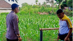 Bhabinkamtibmas Desa Masbagik Timur Monitoring Lahan Jagung, Perkuat Ketahanan Pangan dan Ajak Warga Jaga Kamtibmas