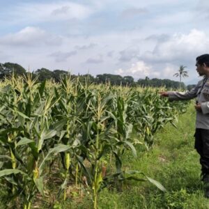 Polsek Labuapi Turun ke Sawah Dampingi Petani Wujudkan Ketahanan Pangan di Lombok Barat