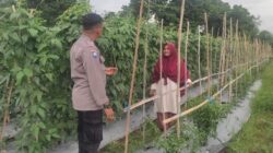 Cara Bhabinkamtibmas Polsek Labuapi Sukseskan Ketahanan Pangan Desa