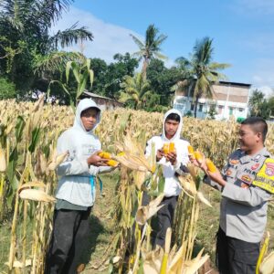 Bhabinkamtibmas Desa Bagik Papan Cek Panen Jagung dan Berikan Himbauan Kamtibmas kepada Masyarakat