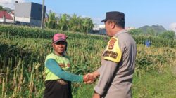 Menjelang Fase Generatif Tanaman Jagung, Ini Aksi Bhabinkamtibmas Amankan Ketahanan Pangan Nasional