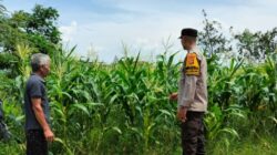 Kemandirian dari Rumah Bagaimana Polsek Labuapi Membangun Fondasi Ketahanan Pangan Nasional