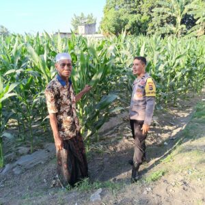 Bhabinkamtibmas Desa Pohgading Timur Cek Tanaman Jagung, Dukung Program Ketahanan Pangan dan Ajak Petani Jual Hasil Panen ke Bulog
