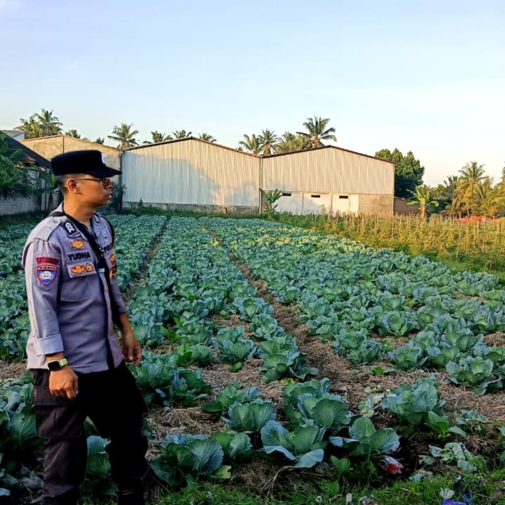 Bhabinkamtibmas Desa Masbagik Timur Monitoring Ketahanan Pangan dan Ajak Warga Jaga Kamtibmas