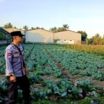 Bhabinkamtibmas Desa Masbagik Timur Monitoring Ketahanan Pangan dan Ajak Warga Jaga Kamtibmas
