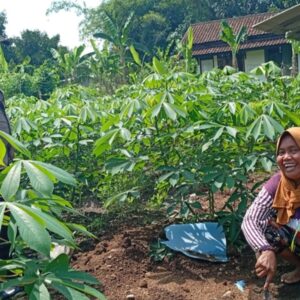 Kunci Sukses Polsek Labuapi Dorong Ketahanan Pangan Lewat Pekarangan Produktif