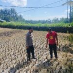Strategi Ketahanan Pangan di Musim Kemarau: Langkah Nyata Polsek Kuripan Kawal Petani Jagung
