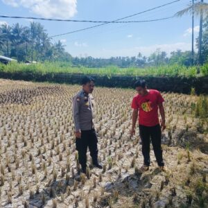 Strategi Ketahanan Pangan di Musim Kemarau: Langkah Nyata Polsek Kuripan Kawal Petani Jagung