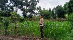 Dukung Ketahanan Pangan, Polsek Labuapi Intensifkan Pendampingan Petani Jagung