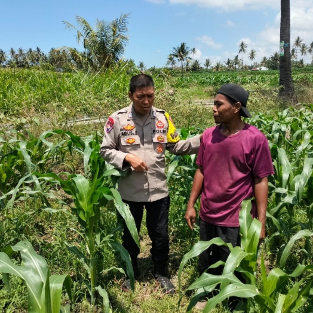 Bhabinkamtibmas Desa Bagik Papan Cek Tanaman Jagung Warga, Dukung Ketahanan Pangan dan Sampaikan Imbauan Kamtibmas