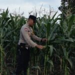 Aksi Nyata Polsek Labuapi Dampingi Warga Sulat Lahan Pasif Jadi Sumber Pangan