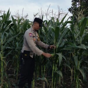 Aksi Nyata Polsek Labuapi Dampingi Warga Sulat Lahan Pasif Jadi Sumber Pangan