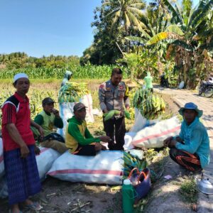 Bhabinkamtibmas Desa Bagik Papan Cek Panen Jagung, Dorong Warga Dukung Ketahanan Pangan